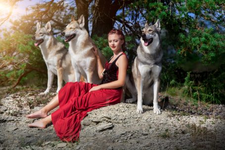 Wolfshundeshooting, Wolf, Wolfshund, Fotoshooting mit Wolfshund, Tschechoslowakaisch