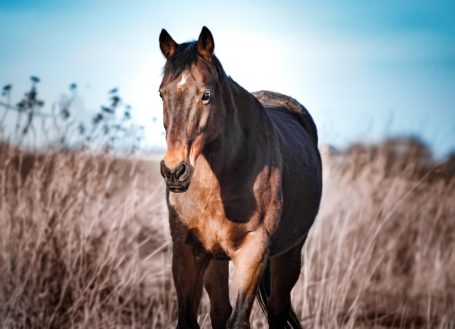 Pferdefotografie, Pferde Outdoor, Tierfotografie, Natur Shooting, Feld