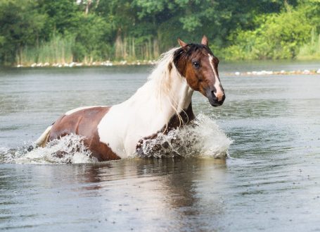 Pferdefotografie, Pferde Outdoor, Tierfotografie, Seeshooting Pferd