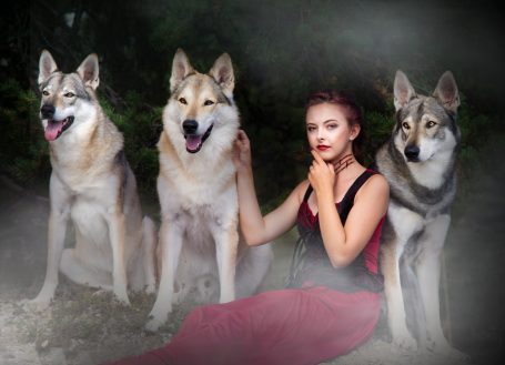 Wolfshundeshooting, Wolf, Wolfshund, Fotoshooting mit Wolfshund, Tschechoslowakaisch